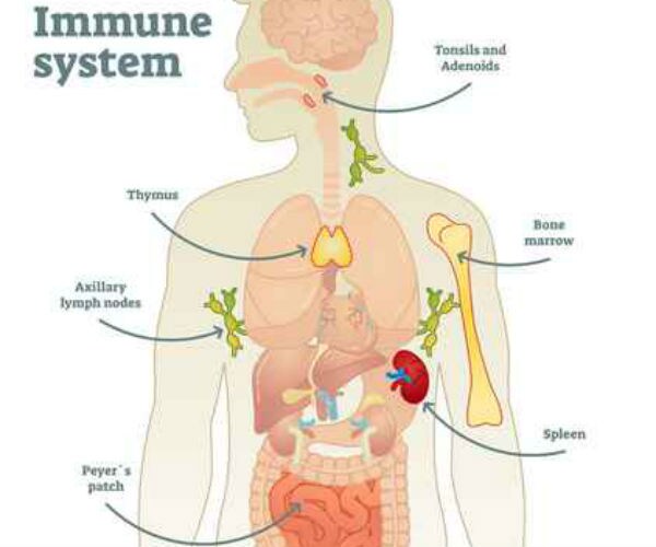 Doctors Say They've Cured 'Bubble Boy' Disease
