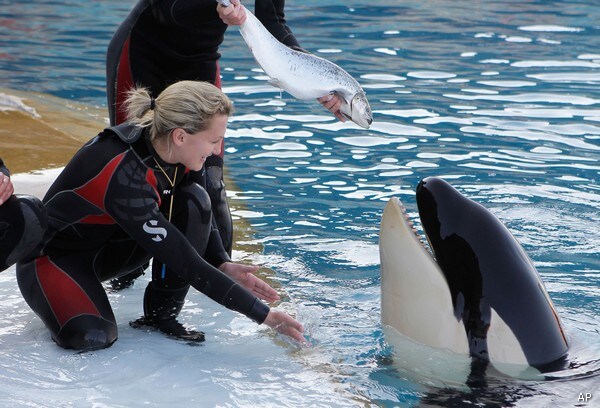 SeaWorld Killer Whale Ban on Contact With Trainers Contested