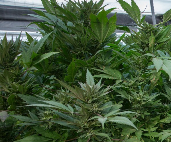 Patrick Kennedy in $2 Million Fight Against Pot