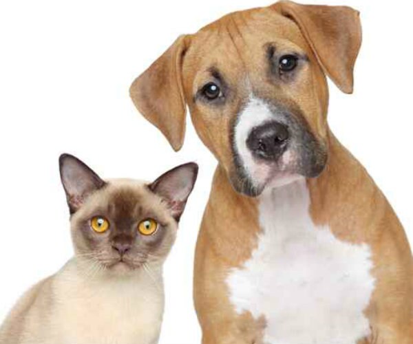 Pet Owners Increasingly Taking Vet-Issued Pain Meds