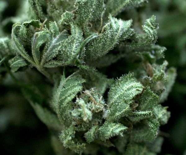 Stronger Marijuana Increases Risk of Addiction