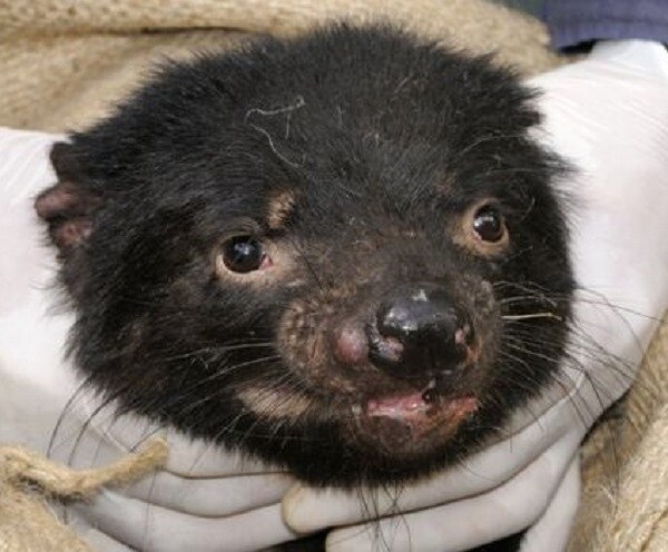 Tasmanian Devils Cancer Cured by Evolutionary DIY Immunity | Newsmax.com