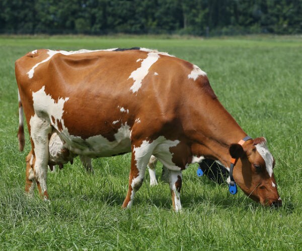 Researchers Feed Seaweed to Dairy Cows to Reduce Emissions