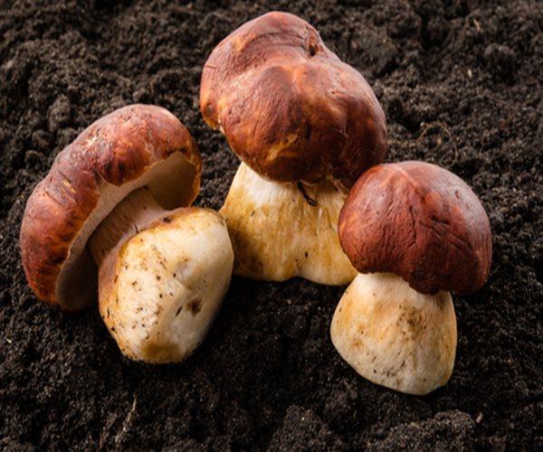 Mushrooms May Fight Aging