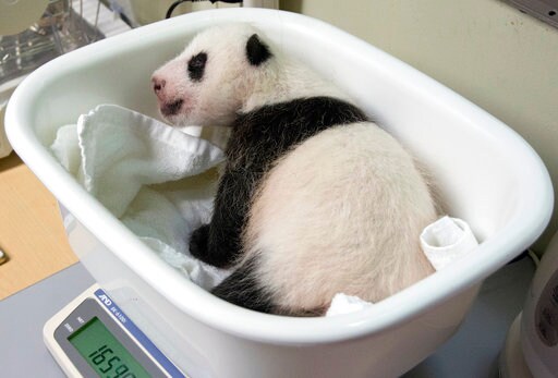 Tokyo to Begin Seeking Names for Star Giant Panda Cub