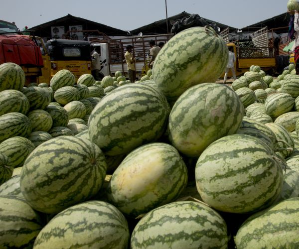 stacks of watermelon are piled high on a farm