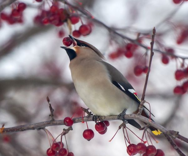 A waxwing eating a berry on an arrow-wood tree.

