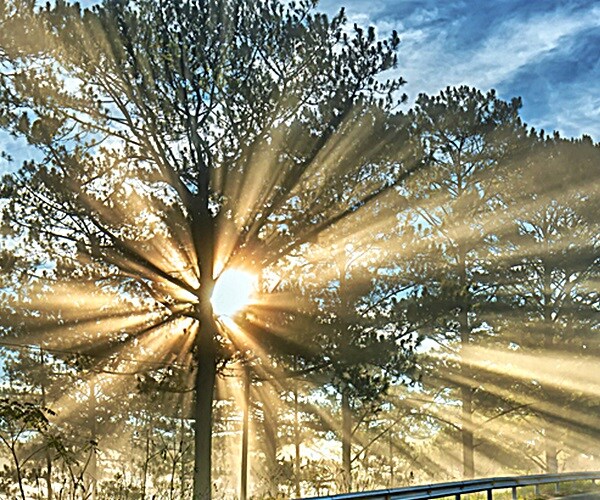 Hedge Against Inflation With Timberland Investments