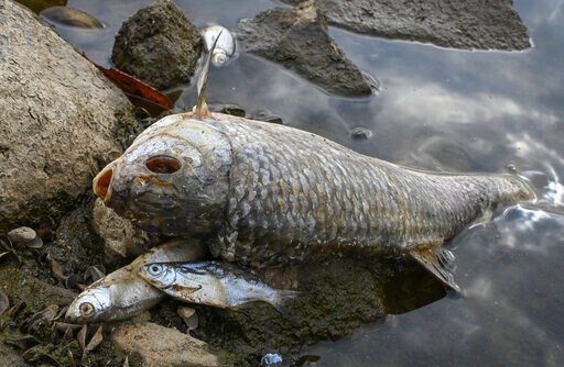 Oil Spill Barriers Put on Oder River to Tame Huge Fish Kill