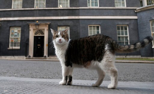 'First Feline' Larry Marks 15 Years as Britain's Political Top Cat