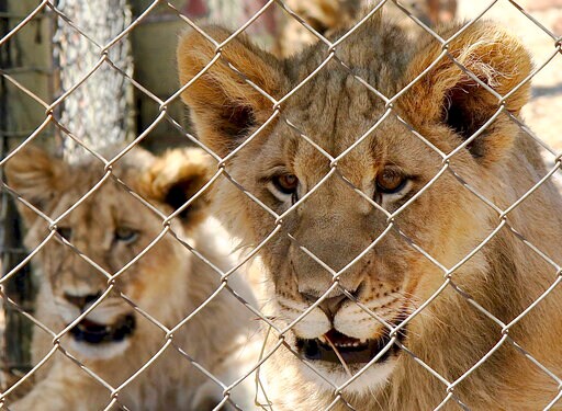 In Major Move, South Africa to End Captive Lion Industry