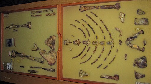 Ethiopian Fossil Lucy Leaves for Her First Exhibition in Europe