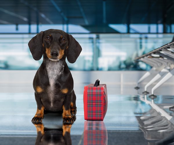 US Seeks to Tighten Rules Covering Service Animals on Planes