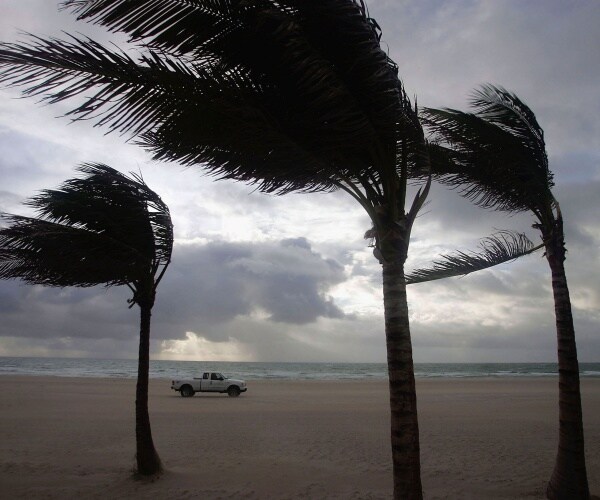Winds blow through palm trees 