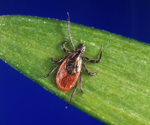close up of tick on plant