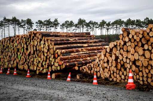 German Court Says Tesla Can Fell Trees at site of New Plant