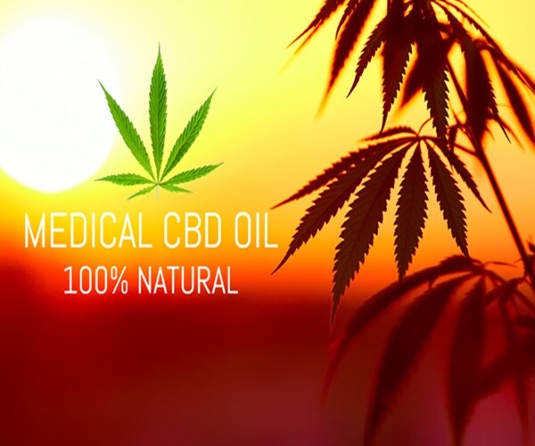 growing premium medical cannabis, cbd oil hemp products. natural marijuana.