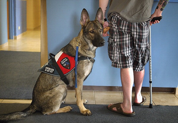 Special Needs Dogs Help Troops Recover From PTSD