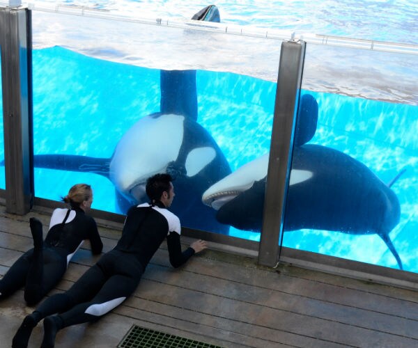 SeaWorld Cutting 320 Jobs in Restructuring