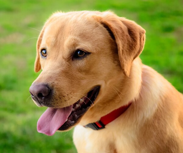 10 Most Popular Dog Names 2017