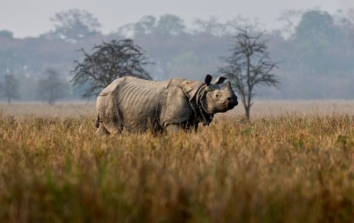 Indian Wildlife Sanctuary Sees Jump in One-horned Rhinos