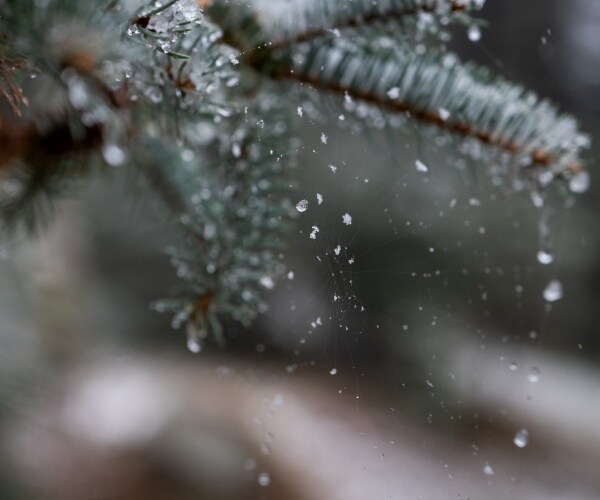 snow on a pine tree