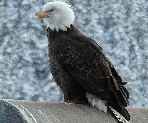 Eagle Lands on Fire Truck During 9/11 Tribute