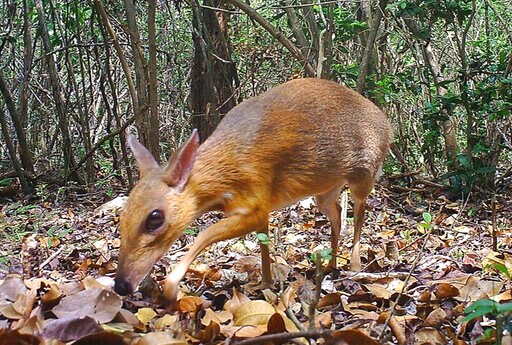 Rare Deer-like Species Photographed for First Time in Wild