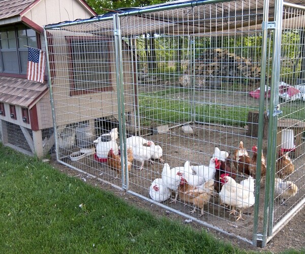 chickens in fenced in area next to chicken coop