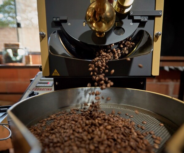 Arabica coffee beans come out of a roaster.