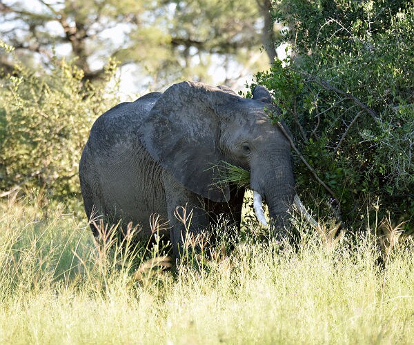 Trump Puts Elephant Trophy Decision 'On Hold'