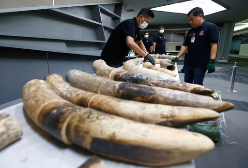 Thailand Seizes Large Elephant Tusks Worth over $450,000