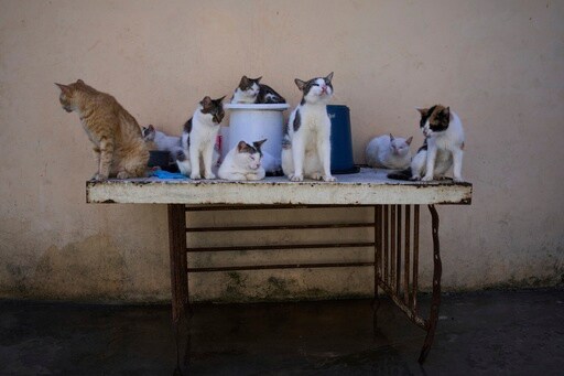 Cuban Animal Lovers Struggle to Feed Stray Cats and Dogs as Economic Crisis Bites