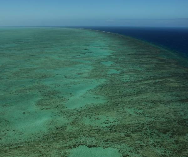 Great Barrier Reef's Corals in Steep Decline