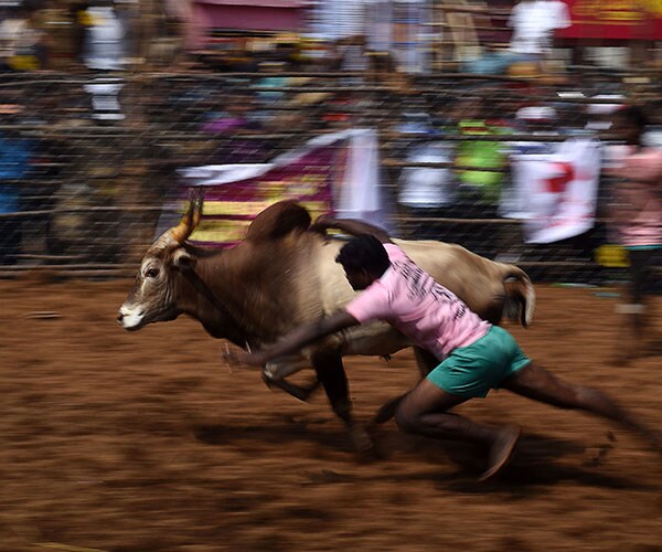 India Bull-Taming Deaths: 5 Killed at Controversial Festival