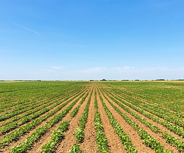 China Buys US Soybeans, Pork Amid Uncertainty of Trade War Settlement