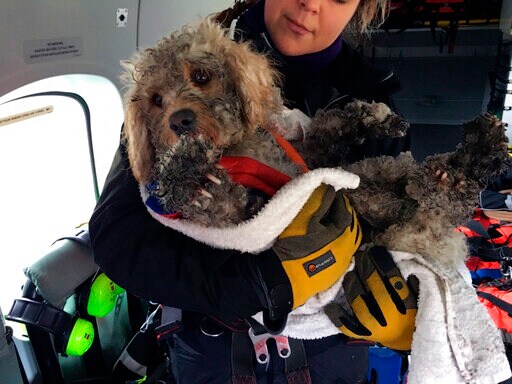 Winter Rescue: Stranded Dog Winched to Safety on Helicopter