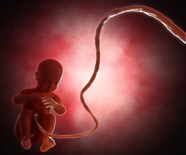 Umbilical Blood in Mouse Brains Boosts Cognitive Performance