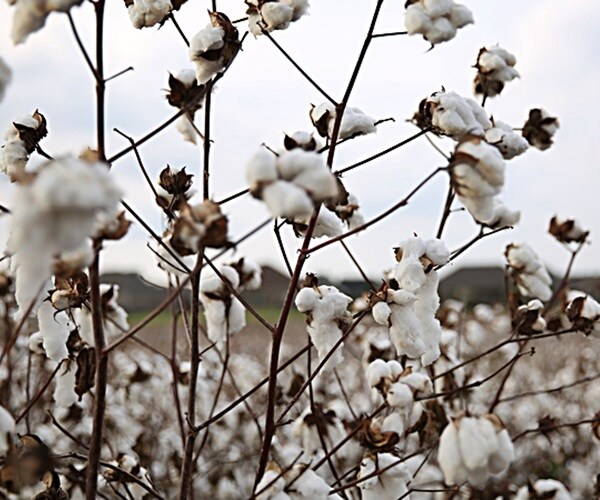 Cotton at sunset in a cotton field.