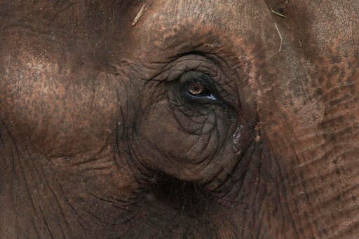 Brazil Opens Latin America's 1st Elephant Refuge