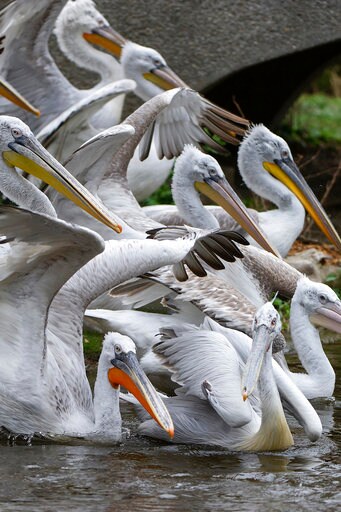 Vienna Zoo Puts Down Its Pelicans Because of Bird Flu
