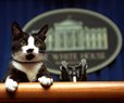 Politicians Prop Up Pets to Win Over Voter