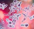 Fecal Transplant Improves C. Diff Infection Survival
