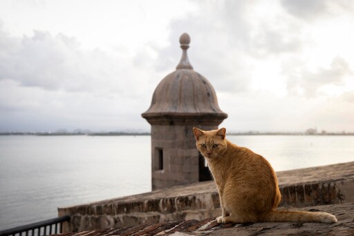 Puerto Rico's Famous Stray Cats Will be Removed from Grounds Surrounding Historic Fortress