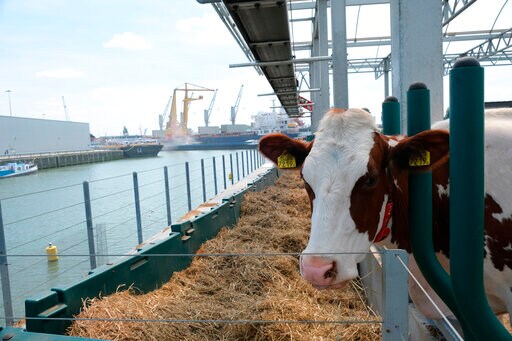 Dutch Farm Floats Possibilities of Urban Dairy Production
