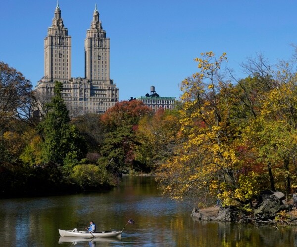 Bats Falling to Ground in NYC's Central Park Due to Cold