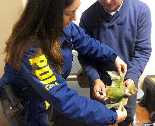 Thousands of Endangered Animals Seized in Customs Operation