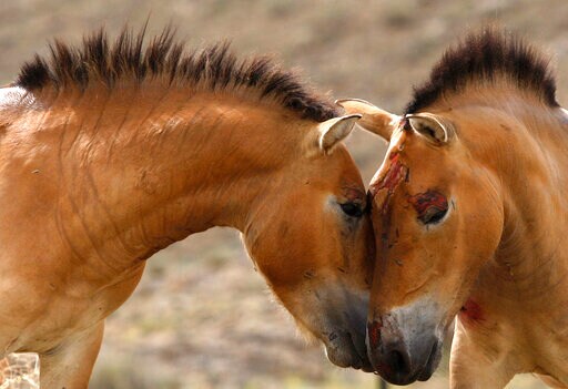 First Evidence for Horseback Riding Dates Back 5,000 Years