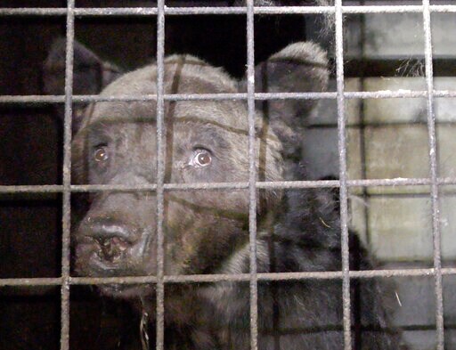 France Bans Shows by Sick Bear Following Abuse Complaints