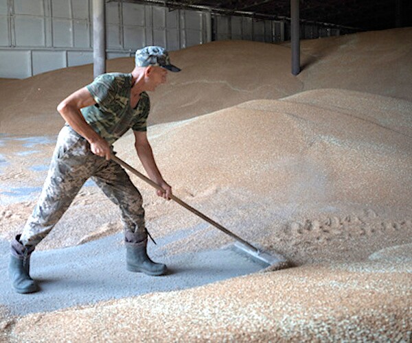 polish farmer tends to grain